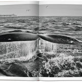 Sebastião Salgado. Genesis